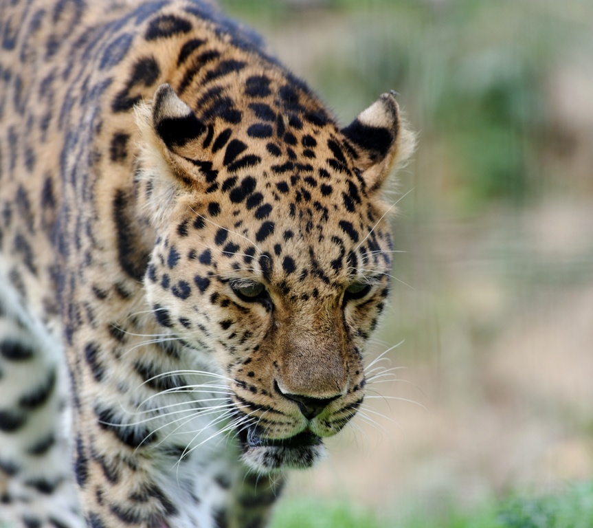 Gros chat ! (Léopard)